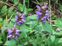 Attēlu rezultāti vaicājumam “Prunella vulgaris flower”