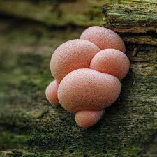 Attēlu rezultāti vaicājumam “Lycogala cf. fossiculatum macro”