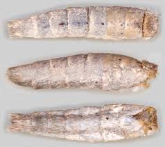 Attēlu rezultāti vaicājumam “Pediasia fascelinella”