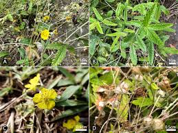 Attēlu rezultāti vaicājumam “Potentilla erecta fruit”