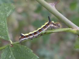 Attēlu rezultāti vaicājumam “Eupithecia subumbrata larva”
