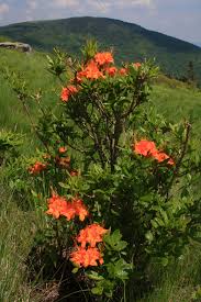 Attēlu rezultāti vaicājumam “Rhododendron calendulaceum flower”