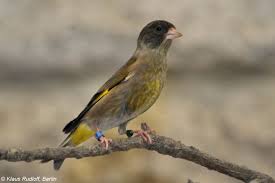 Attēlu rezultāti vaicājumam “Chloris chloris female”