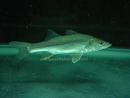 Image result for Centropomus undecimalis