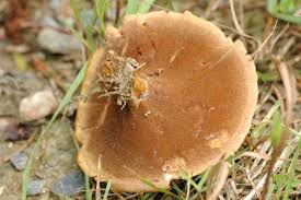 Attēlu rezultāti vaicājumam “Coltricia perennis”