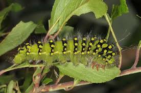 Attēlu rezultāti vaicājumam “Saturnia pavonia”