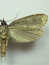 Attēlu rezultāti vaicājumam “Scardia boletella”