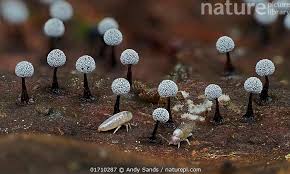 Attēlu rezultāti vaicājumam “Didymium tussilaginis spores”