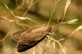 Attēlu rezultāti vaicājumam “Diurnea lipsiella male”