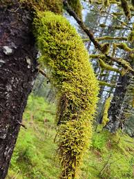 Attēlu rezultāti vaicājumam “Antitrichia curtipendula”