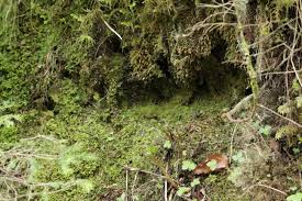 Attēlu rezultāti vaicājumam “Platydictya jungermannioides”