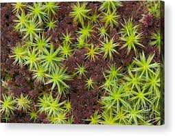 Attēlu rezultāti vaicājumam “Polytrichum commune”