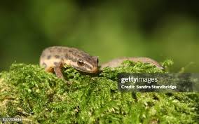 Attēlu rezultāti vaicājumam “Triturus vulgaris female”