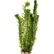 「水蘊草」的圖片搜尋結果