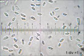 Attēlu rezultāti vaicājumam “Chondrostereum purpureum”