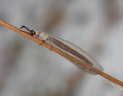 Attēlu rezultāti vaicājumam “Myrmeleontidae”