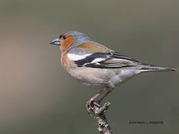 Attēlu rezultāti vaicājumam “Fringilla coelebs male”