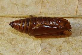 Attēlu rezultāti vaicājumam “Eupithecia exiguata”