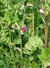 Attēlu rezultāti vaicājumam “Vicia angustifolia”