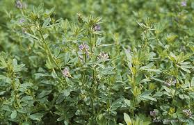 Attēlu rezultāti vaicājumam “Medicago sativa subsp. sativa”