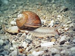 Attēlu rezultāti vaicājumam “Helix pomatia”