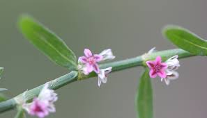 Attēlu rezultāti vaicājumam “Polygonum arenastrum flower”