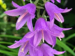 Image result for Campanula rapunculoides