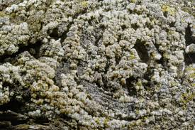 Attēlu rezultāti vaicājumam “Lecanora conizaeoides”