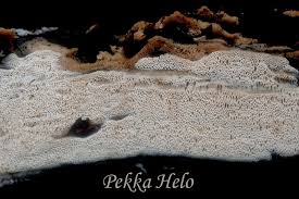 Attēlu rezultāti vaicājumam “Antrodia pulvinascens”