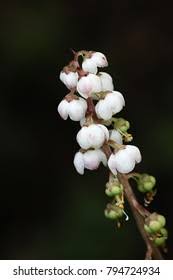 Attēlu rezultāti vaicājumam “Pyrola media”