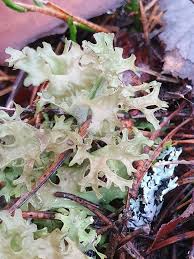 Attēlu rezultāti vaicājumam “Cetraria islandica”