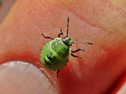 Attēlu rezultāti vaicājumam “Palomena prasina nymph”