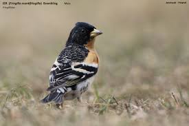 Attēlu rezultāti vaicājumam “Fringilla montifringilla”