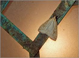 Attēlu rezultāti vaicājumam “Udea lutealis”