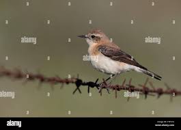 Image result for Oenanthe hispanica