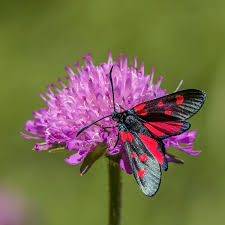 Attēlu rezultāti vaicājumam “Zygaena viciae”