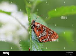 Attēlu rezultāti vaicājumam “Euphydryas maturna pupa”