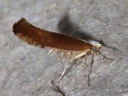 Attēlu rezultāti vaicājumam “Argyresthia albistria”