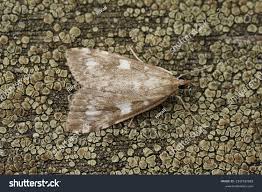 Attēlu rezultāti vaicājumam “Udea olivalis”