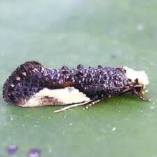 Attēlu rezultāti vaicājumam “Monopis monachella”