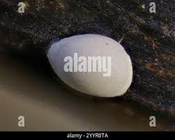 Attēlu rezultāti vaicājumam “Didymium difforme macro”