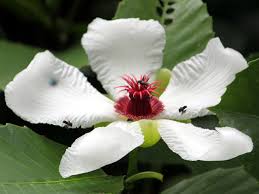 Attēlu rezultāti vaicājumam “Prunus cerasifera var. divaricata flower”