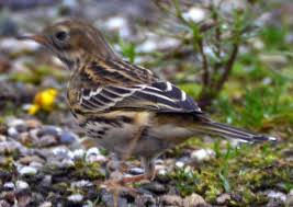 Image result for Anthus gustavi