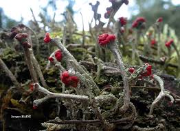 Attēlu rezultāti vaicājumam “Cladonia floerkeana”