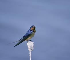 Attēlu rezultāti vaicājumam “Hirundinidae”