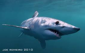 Image result for Isurus oxyrinchus