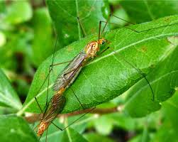 Attēlu rezultāti vaicājumam “Cribraria ferruginea”