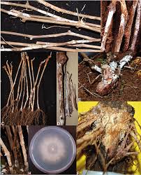 Attēlu rezultāti vaicājumam “Collybia sp.”