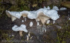 Attēlu rezultāti vaicājumam “Plicatura nivea”