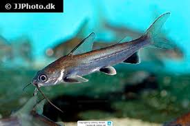 Image result for Ariopsis felis